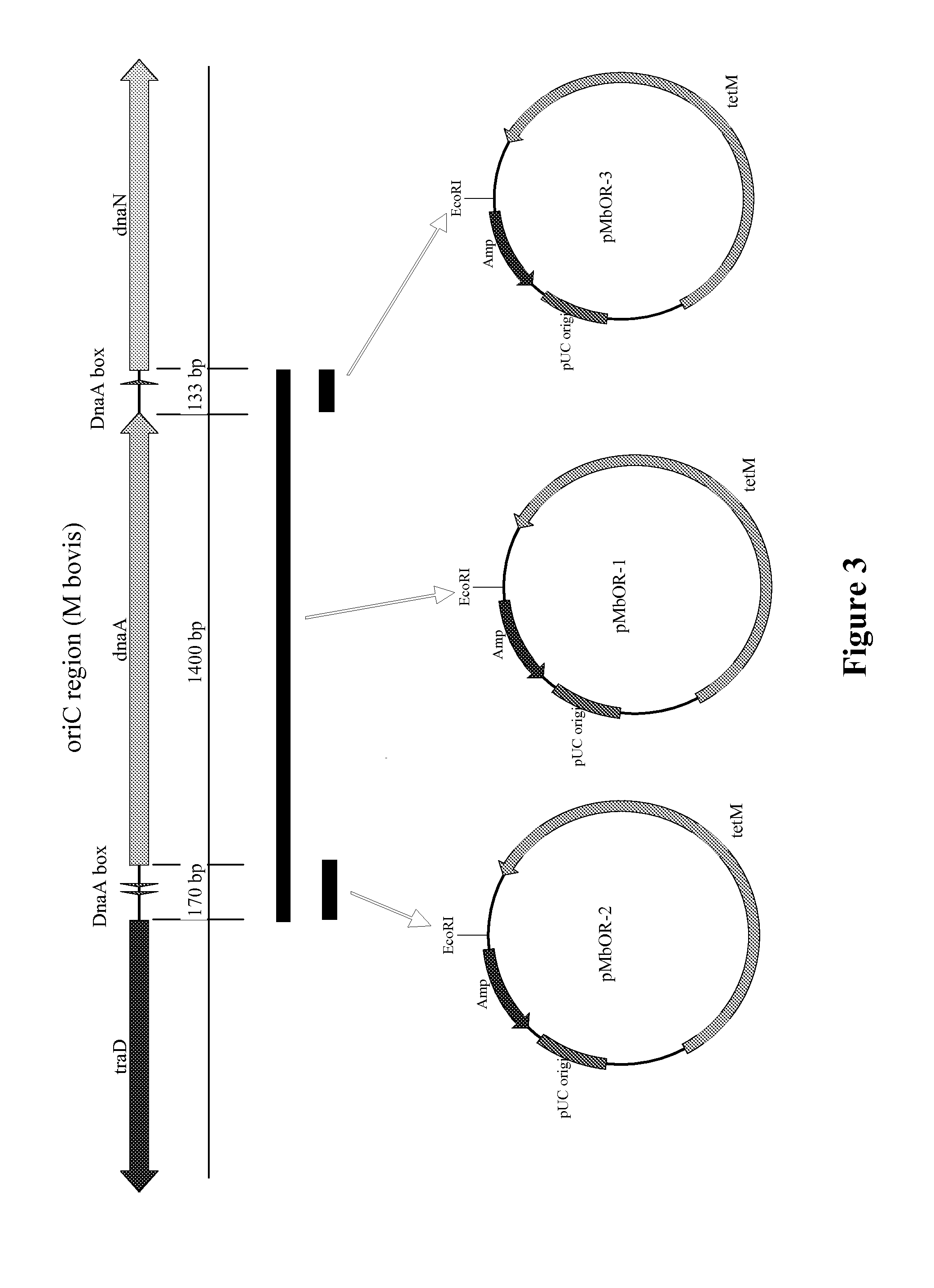 Cattle vaccines