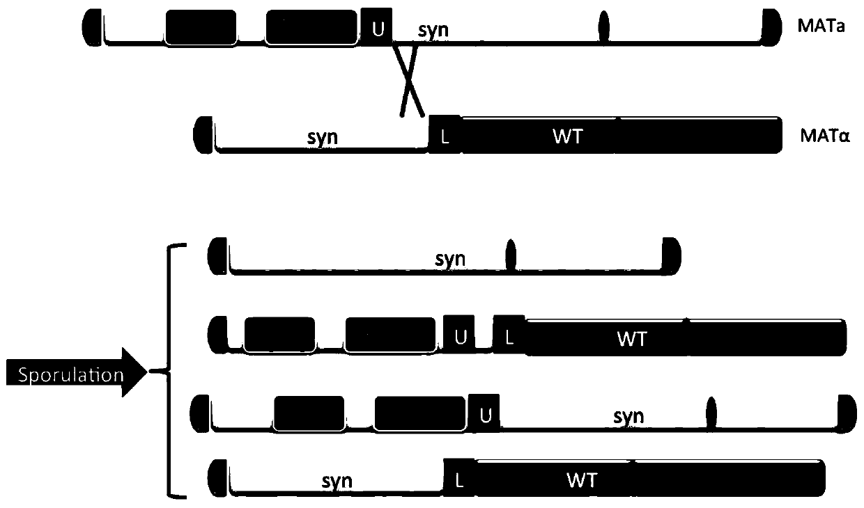 A method for repairing structural abnormality of yeast chromosome