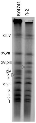 A method for repairing structural abnormality of yeast chromosome