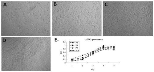Primary culture and serum-free multidimensional induced differentiation method of adipose-derived stem cells