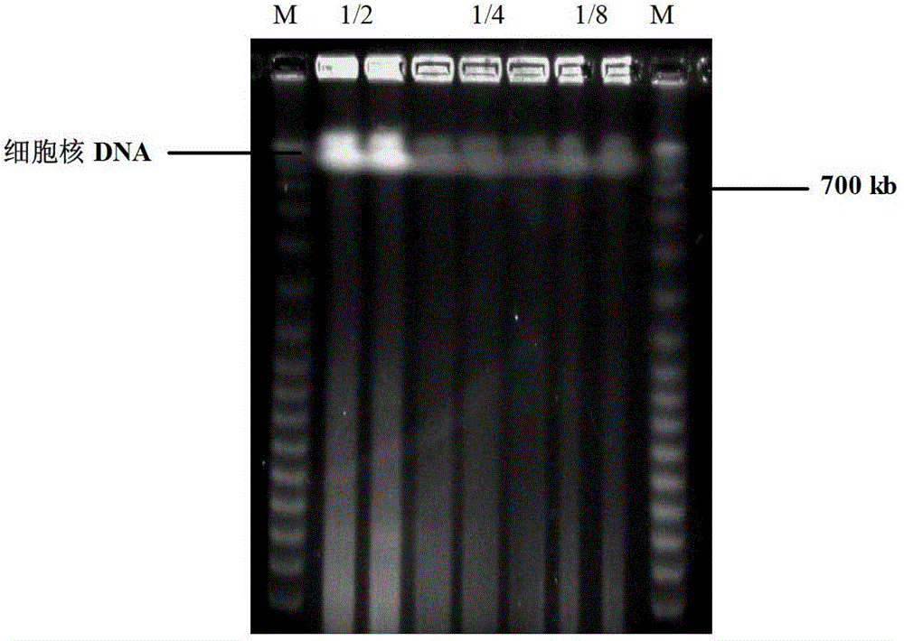 Method for constructing cotton bacterial artificial chromosome (BAC) library by non-dark cultured leaves