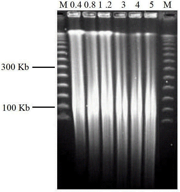 Method for constructing cotton bacterial artificial chromosome (BAC) library by non-dark cultured leaves