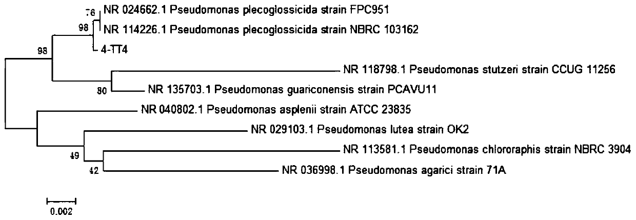 Pseudomonas plecoglossicida and application thereof
