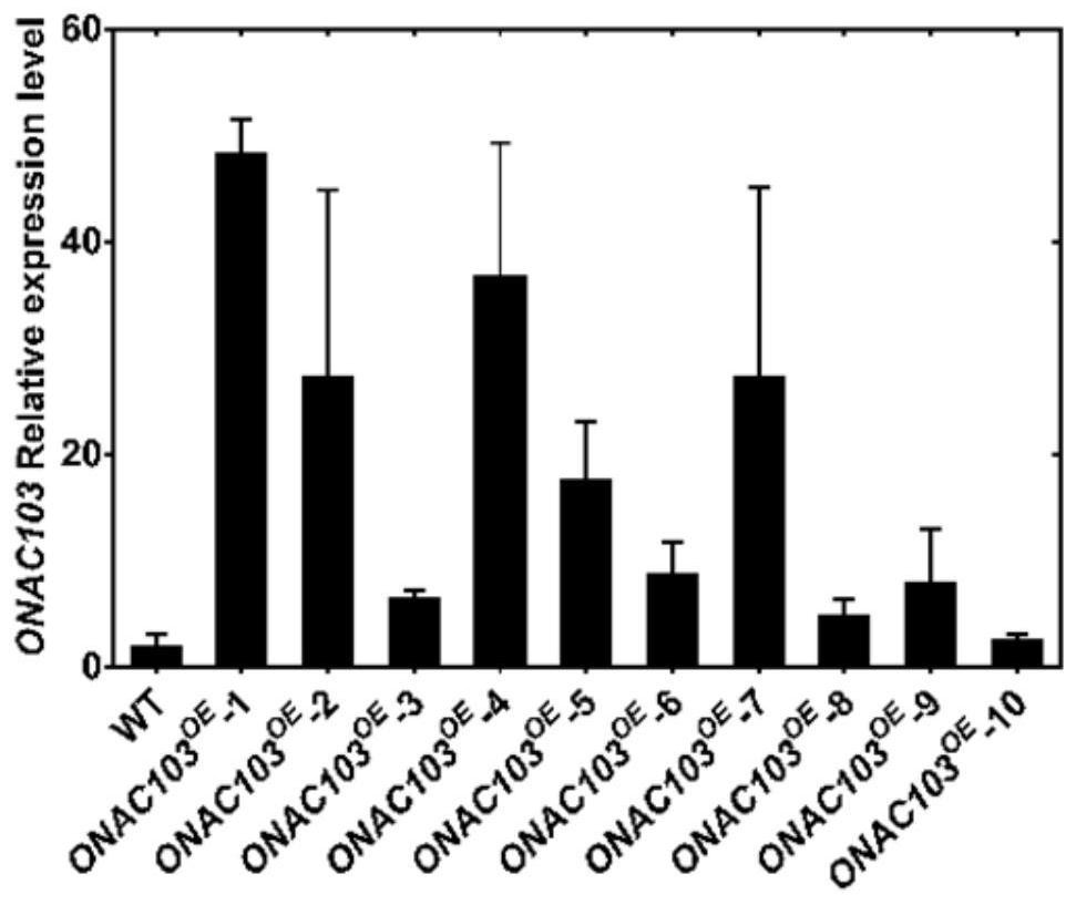 Rice salt-resistance-related gene onac103 and its encoded protein and its application