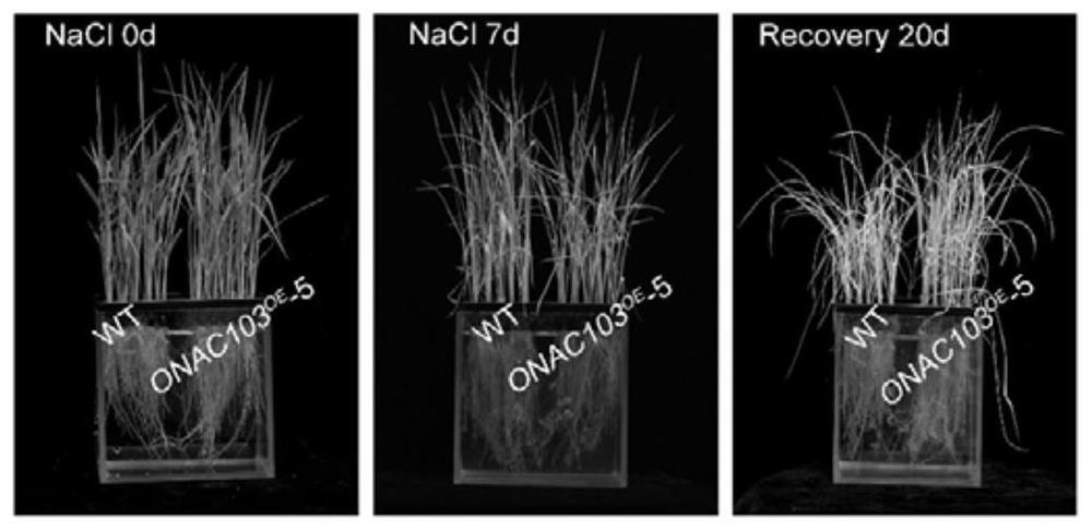 Rice salt-resistance-related gene onac103 and its encoded protein and its application
