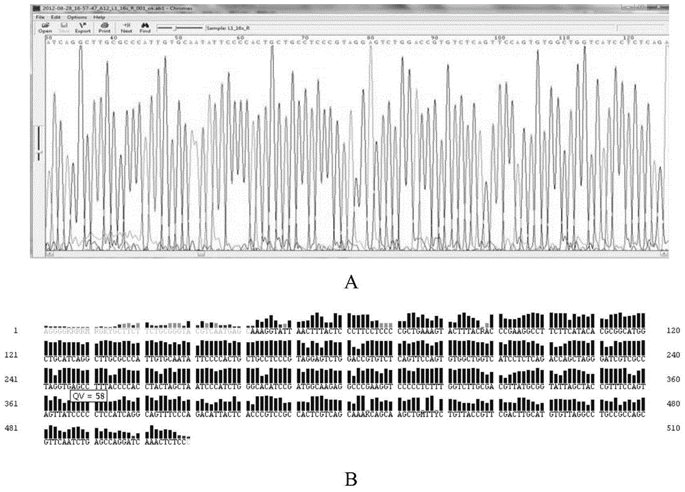 Rapid nucleic acid sequencing method based on fluorescence PCR