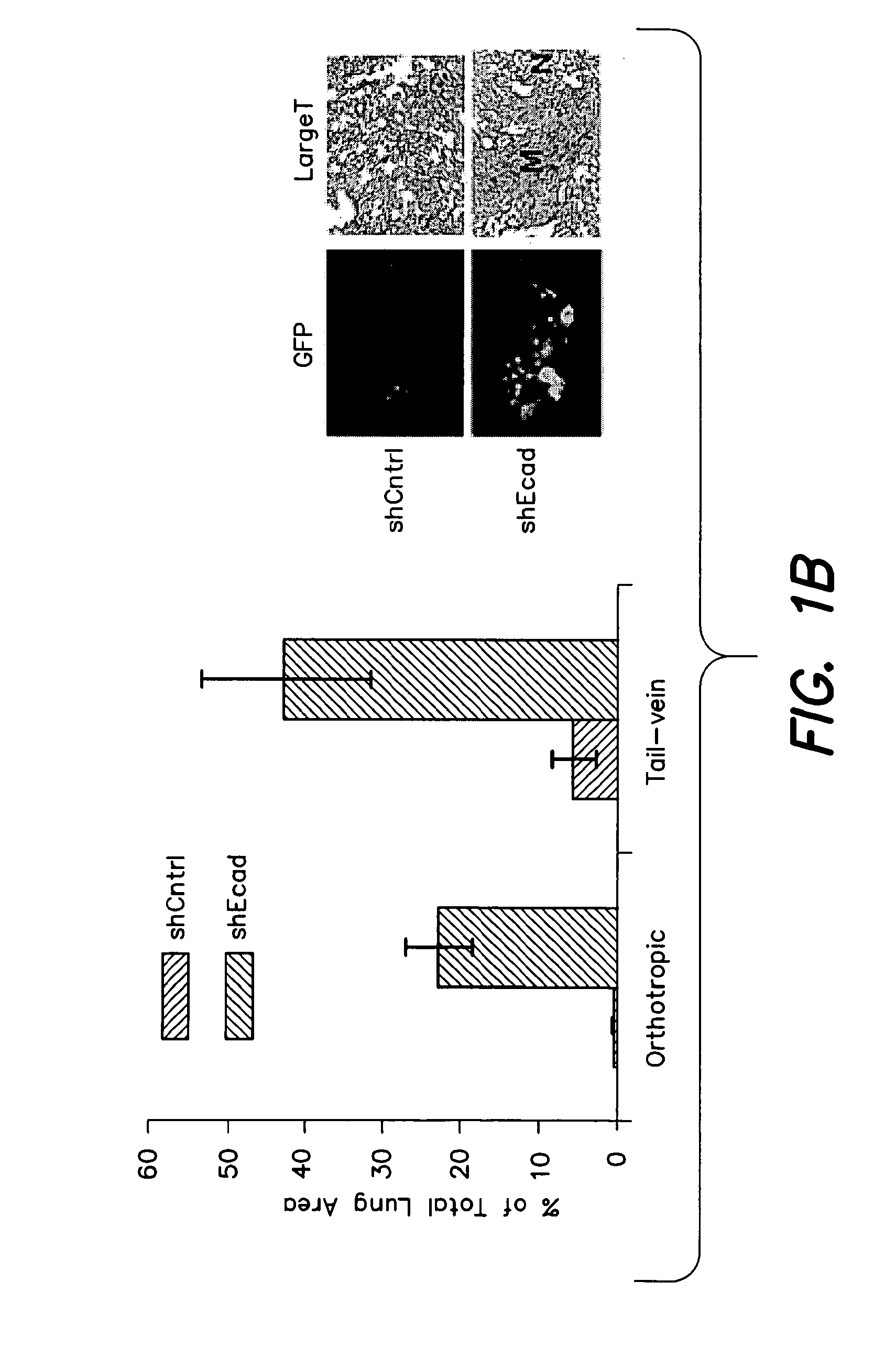 Methods for identification and use of agents targeting cancer stem cells
