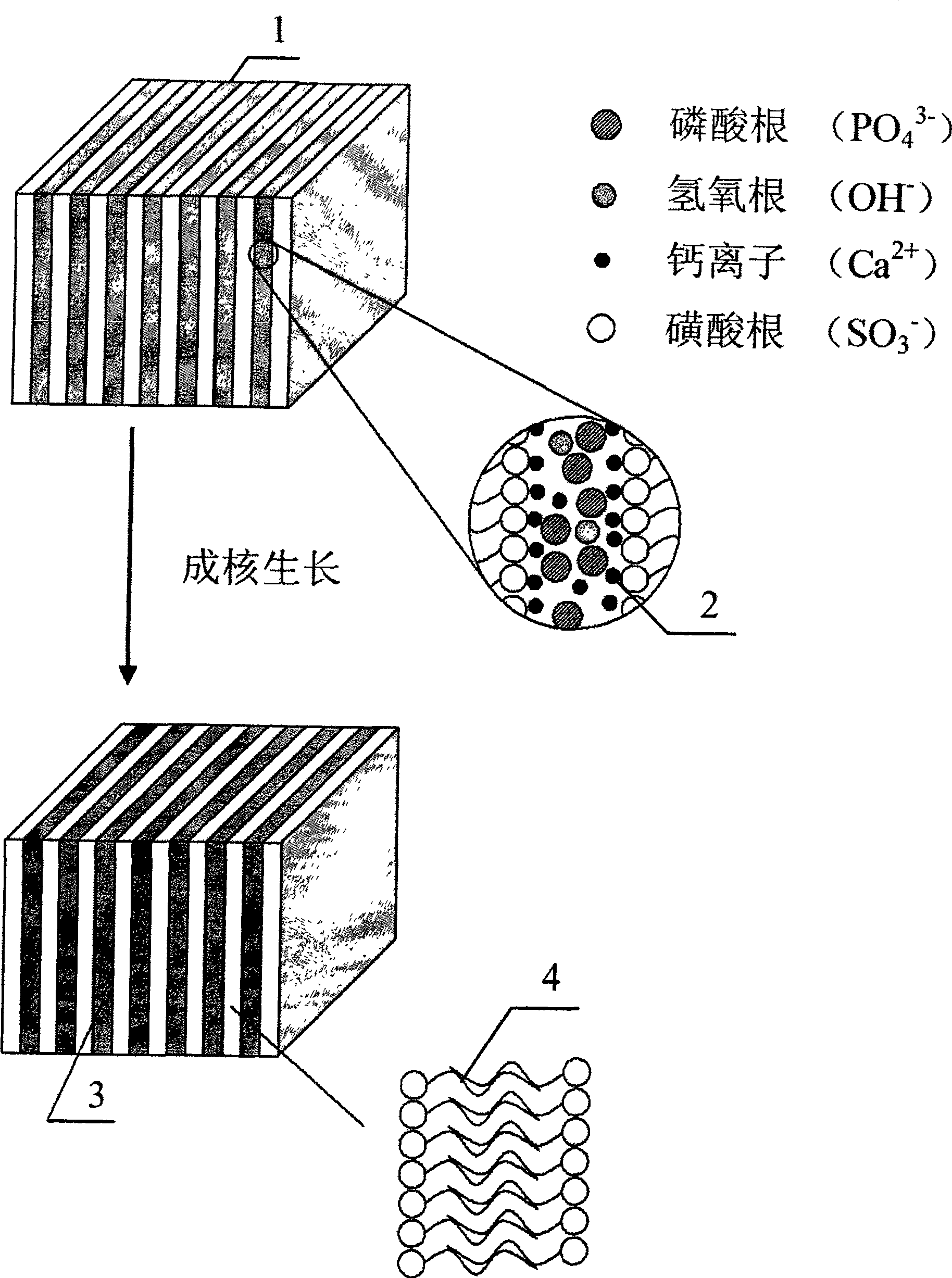 Method of preparing ordered nano hydroxyl apatite polycrystal powder