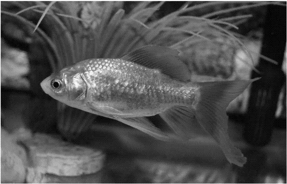 An on-line biological water quality monitoring model based on biological rhythms of golden crucian carps and a building method thereof