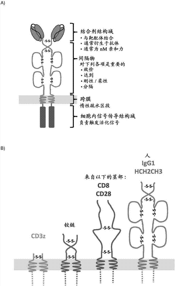 Chimeric antigen receptor