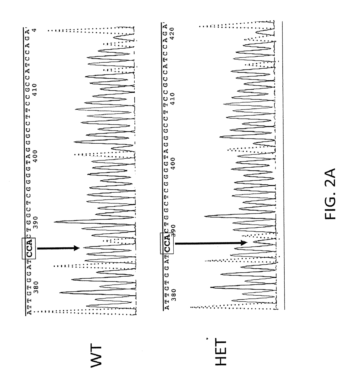 Compositions and methods relating to tumor analysis