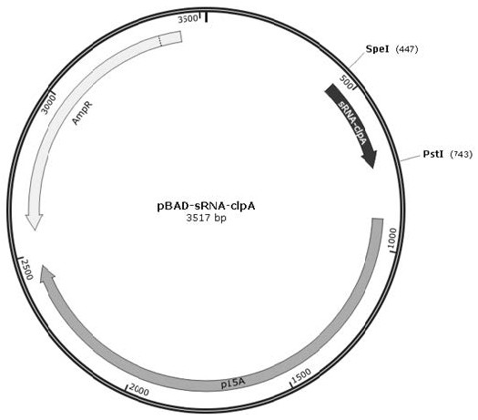 Recombinant bacteria capable of efficiently expressing GLP-1 analogue and application thereof