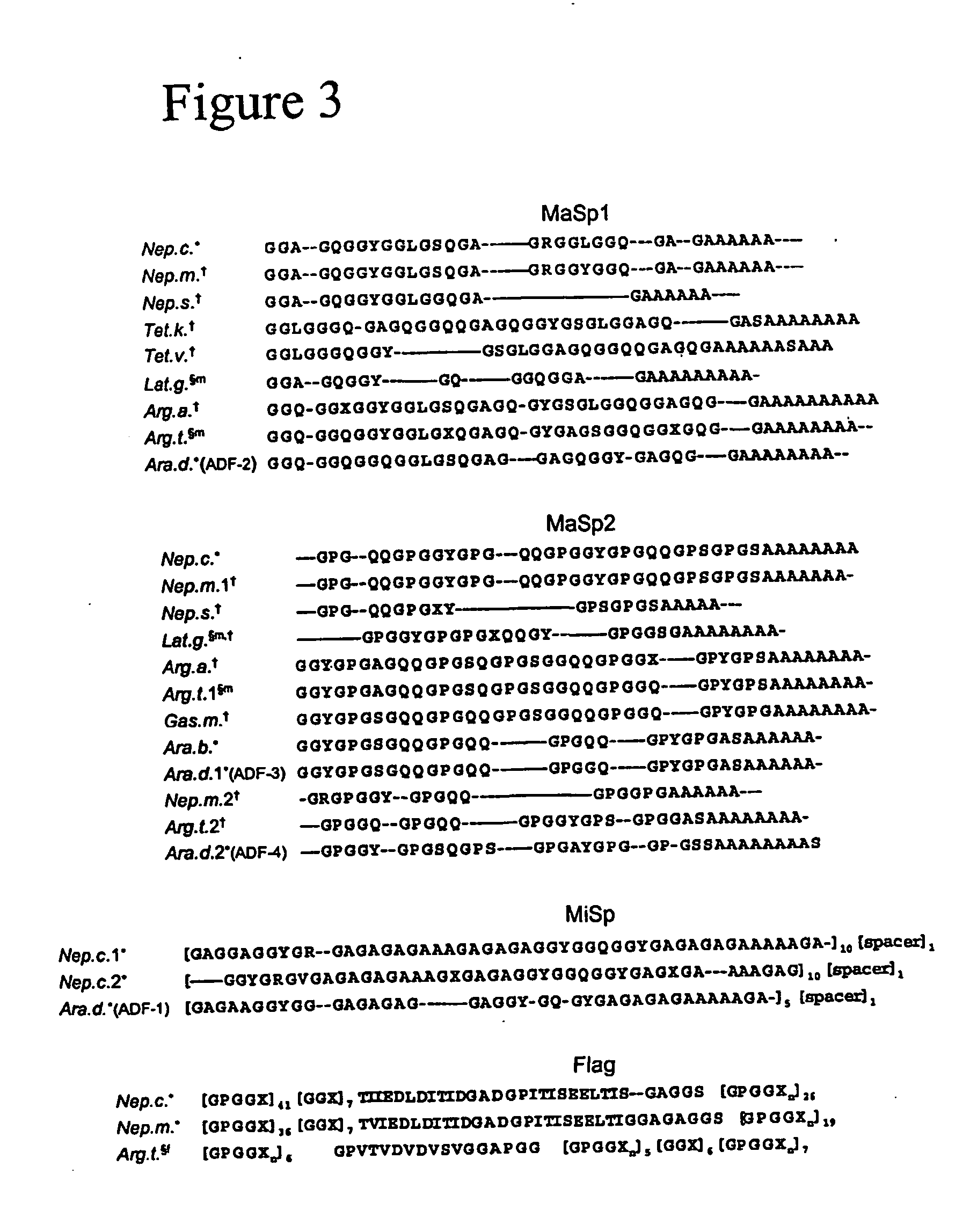 Spider silk protein encoding nucleic acids, polypeptides, antibodies and methods of use thereof