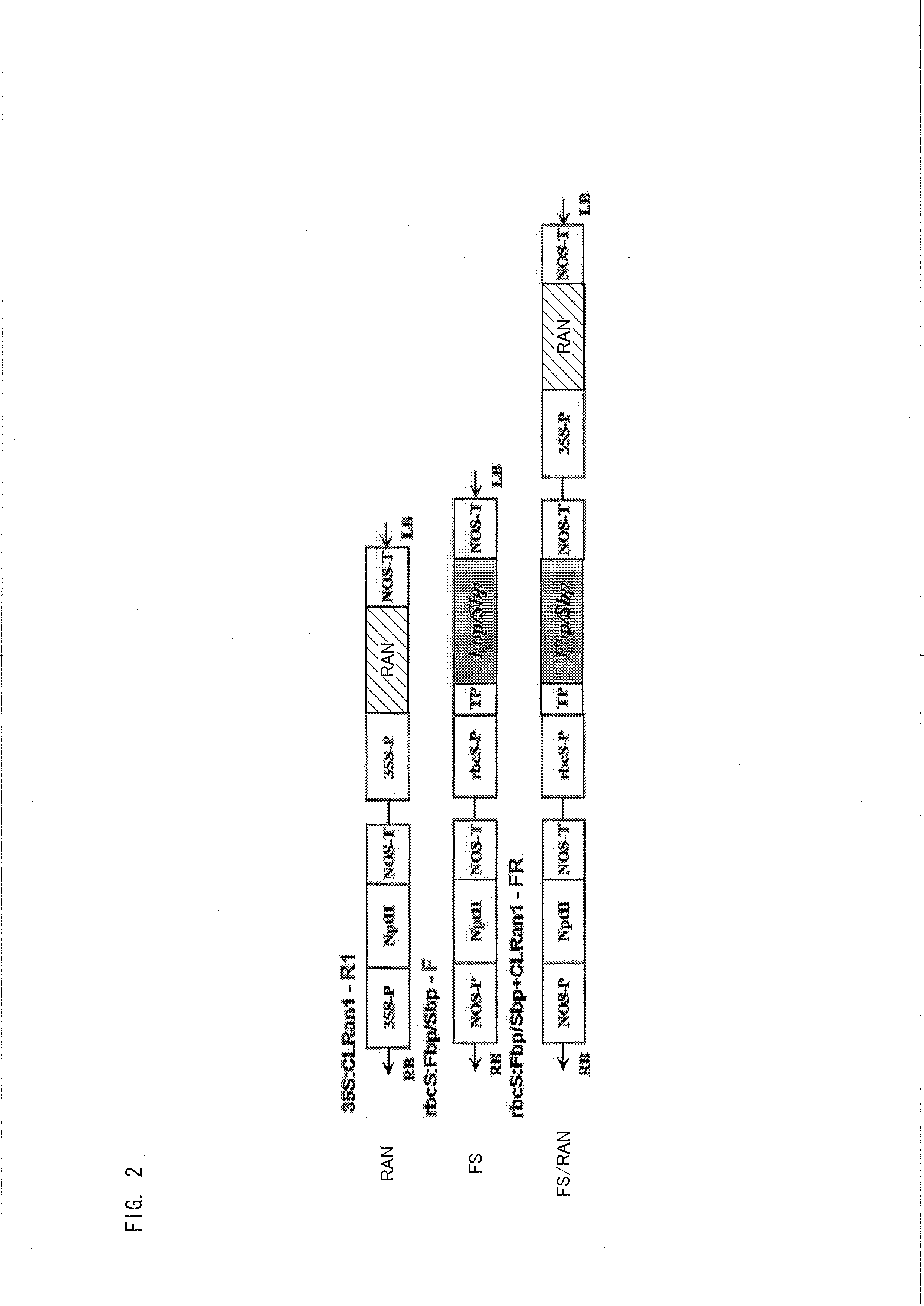 Method for production of stolon-forming plant having improved tuber production ability or stolon production ability compared with wild type, and stolon-forming plant produced by the method