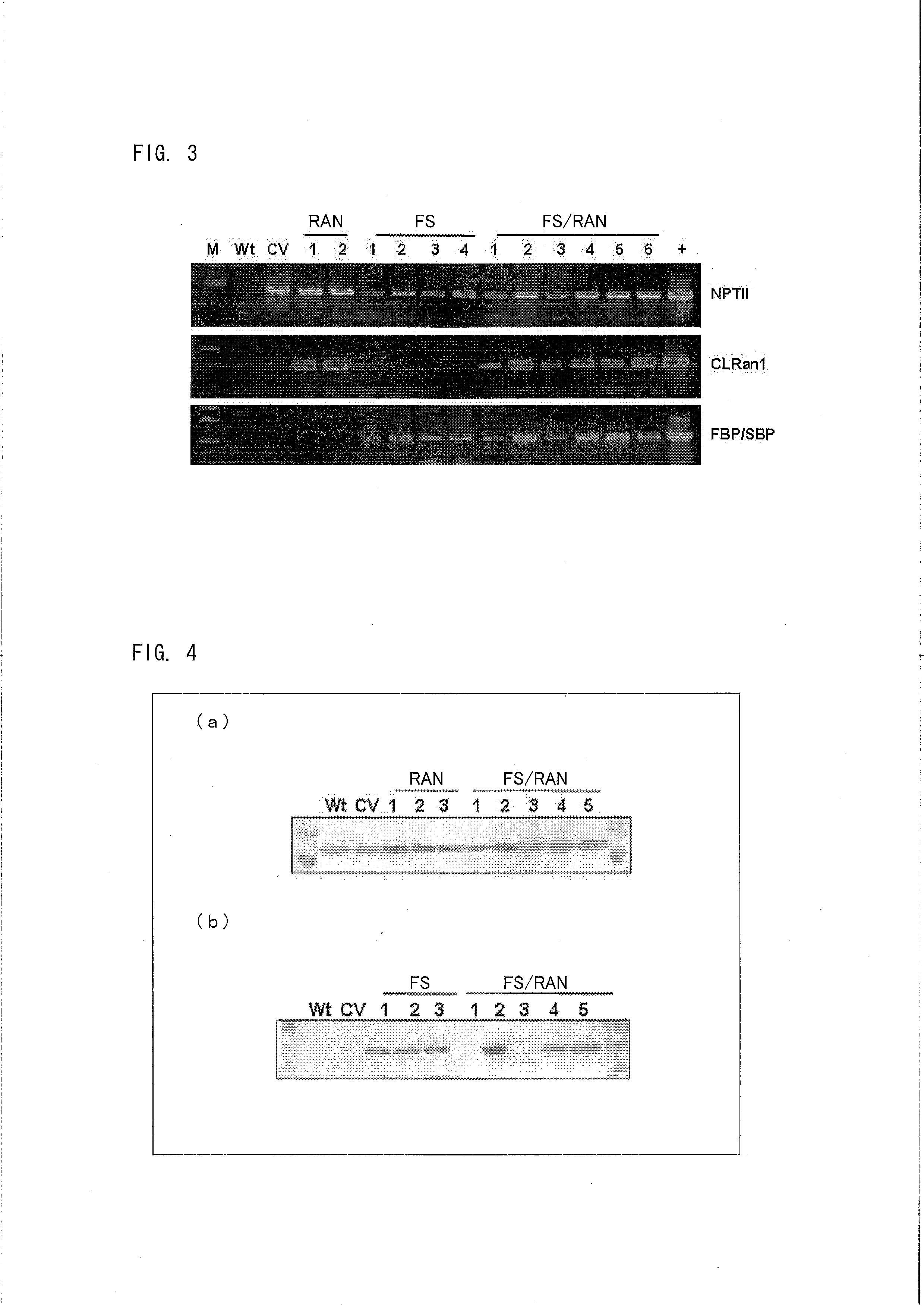 Method for production of stolon-forming plant having improved tuber production ability or stolon production ability compared with wild type, and stolon-forming plant produced by the method