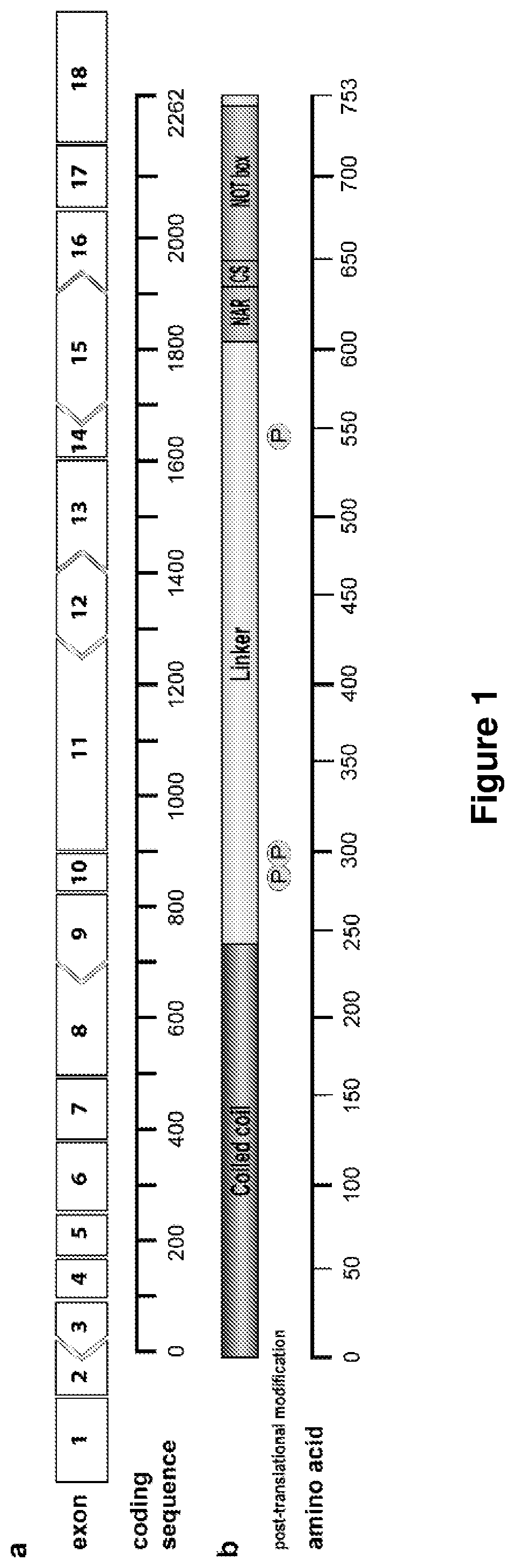 Novel Retinitis Pigmentosa Treatment