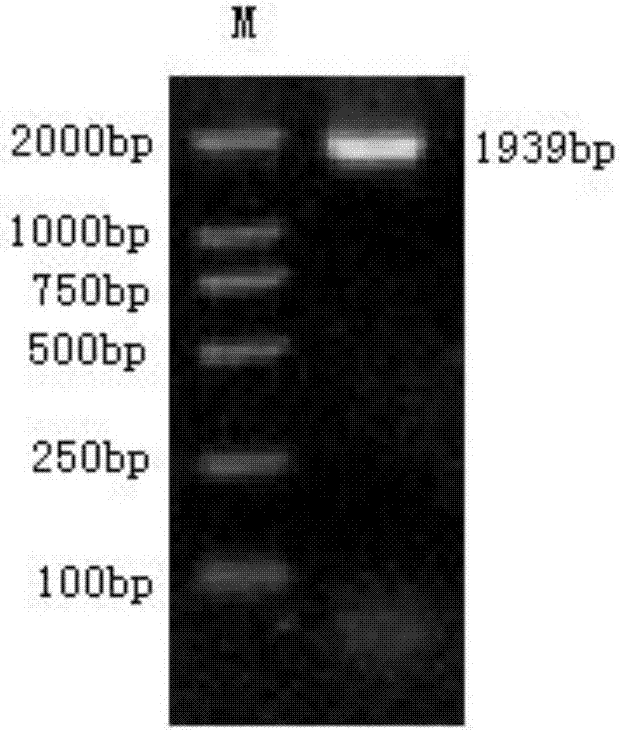 African swine fever fluorescent PCR (polymerase chain reaction) assay reagent, African swine fever fluorescent PCR assay kit and application thereof