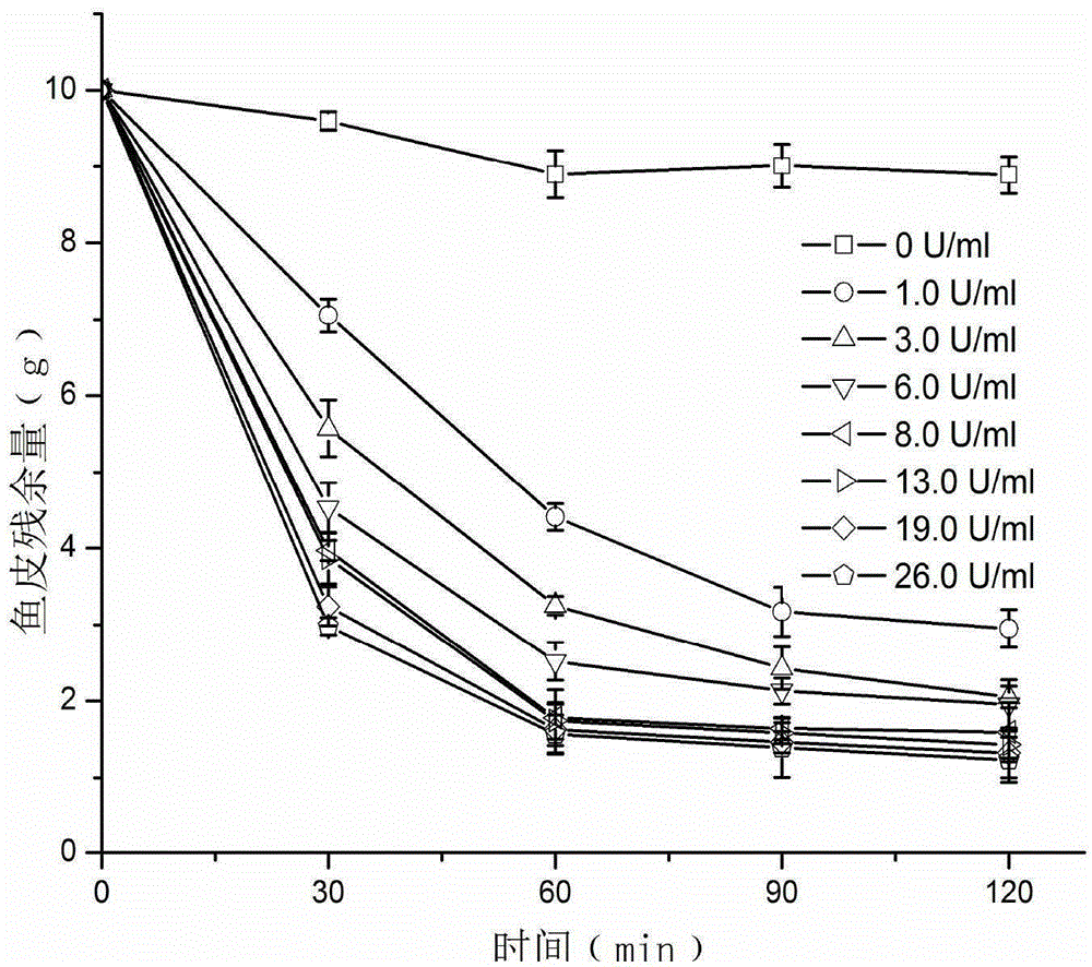 Method for efficiently preparing low-molecular-weight fish skin collagen peptide through enzyme method