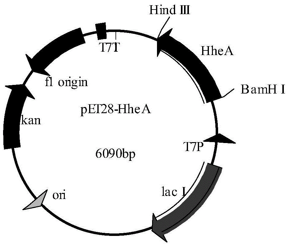 Engineering bacterium and application thereof in preparation of atorvastatin drug intermediate