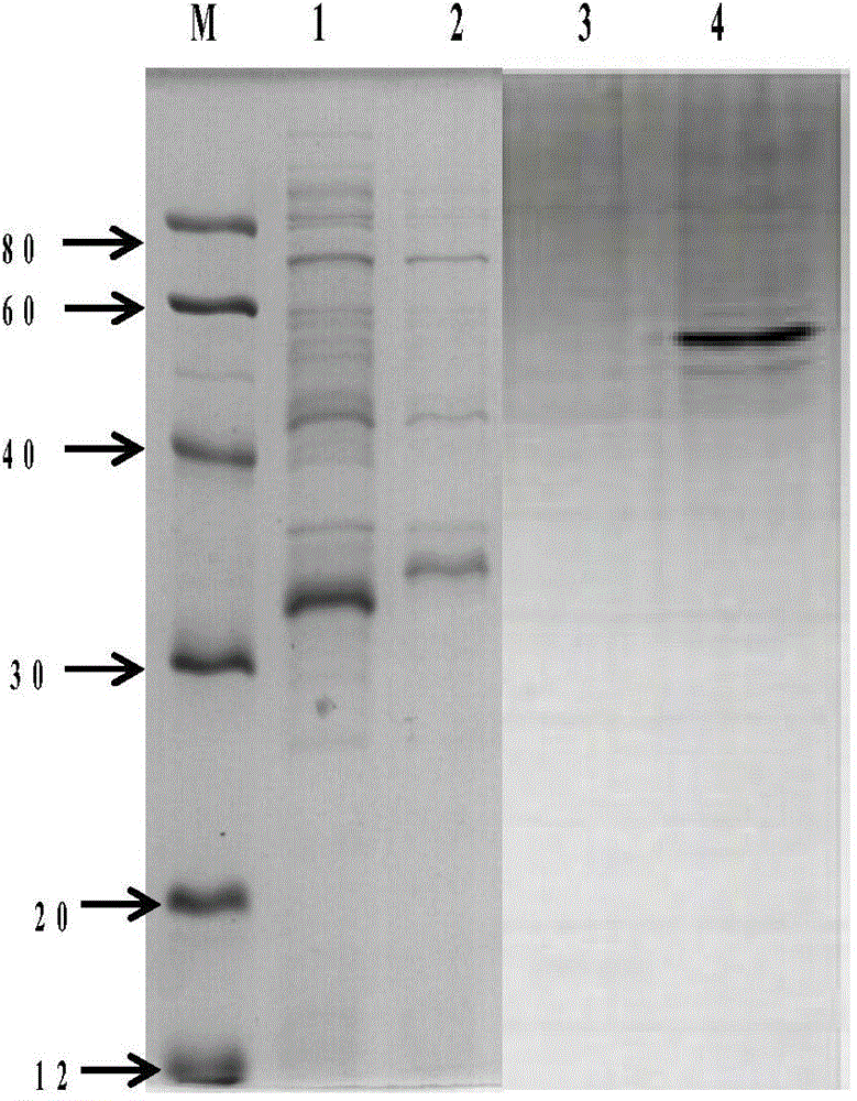 Engineering bacterium and application thereof in preparation of atorvastatin drug intermediate