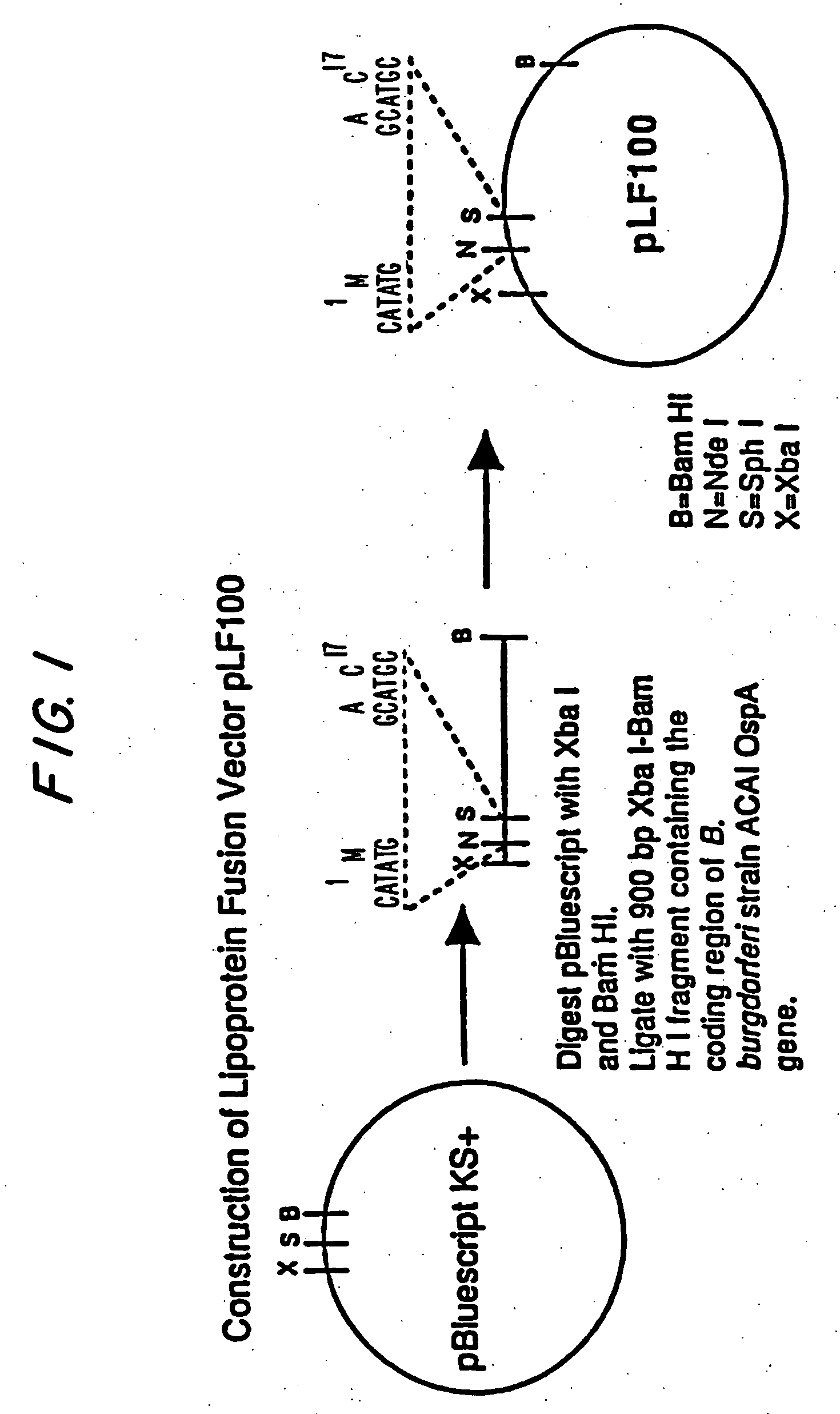 Expression of lipoproteins