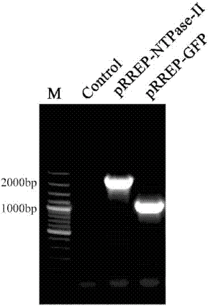 Reproducible RNA vaccine for control of toxoplasmosis and construction method and application thereof