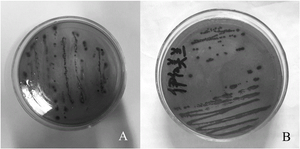 Swine-origin escherichia coli isolating and identifying method