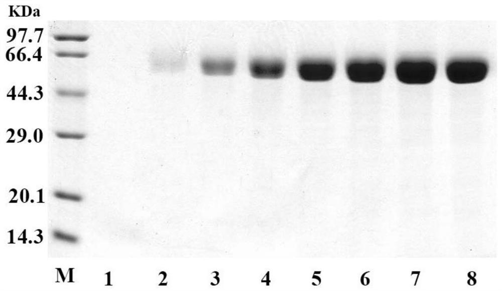 Aspergillus oryzae phospholipase C as well as encoding gene and application thereof
