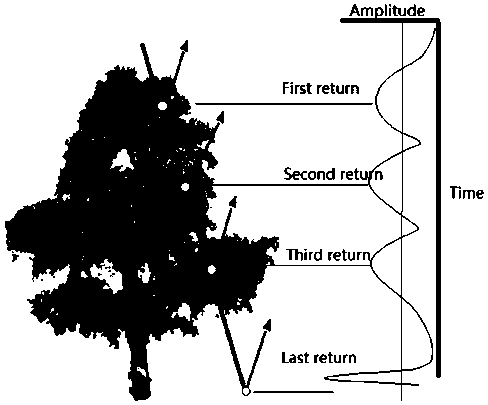 Deciduous forest tree-level parameter measuring method based on small spot airborne radar