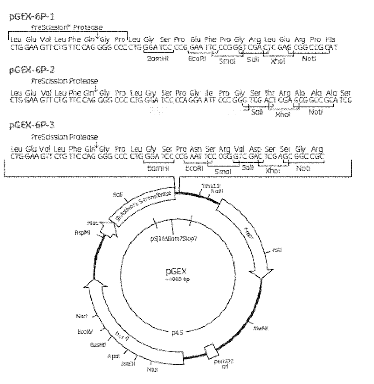 <i>Staphylococcus aureus </i>SpA5 mutant, composition comprising mutant and preparation method and use thereof