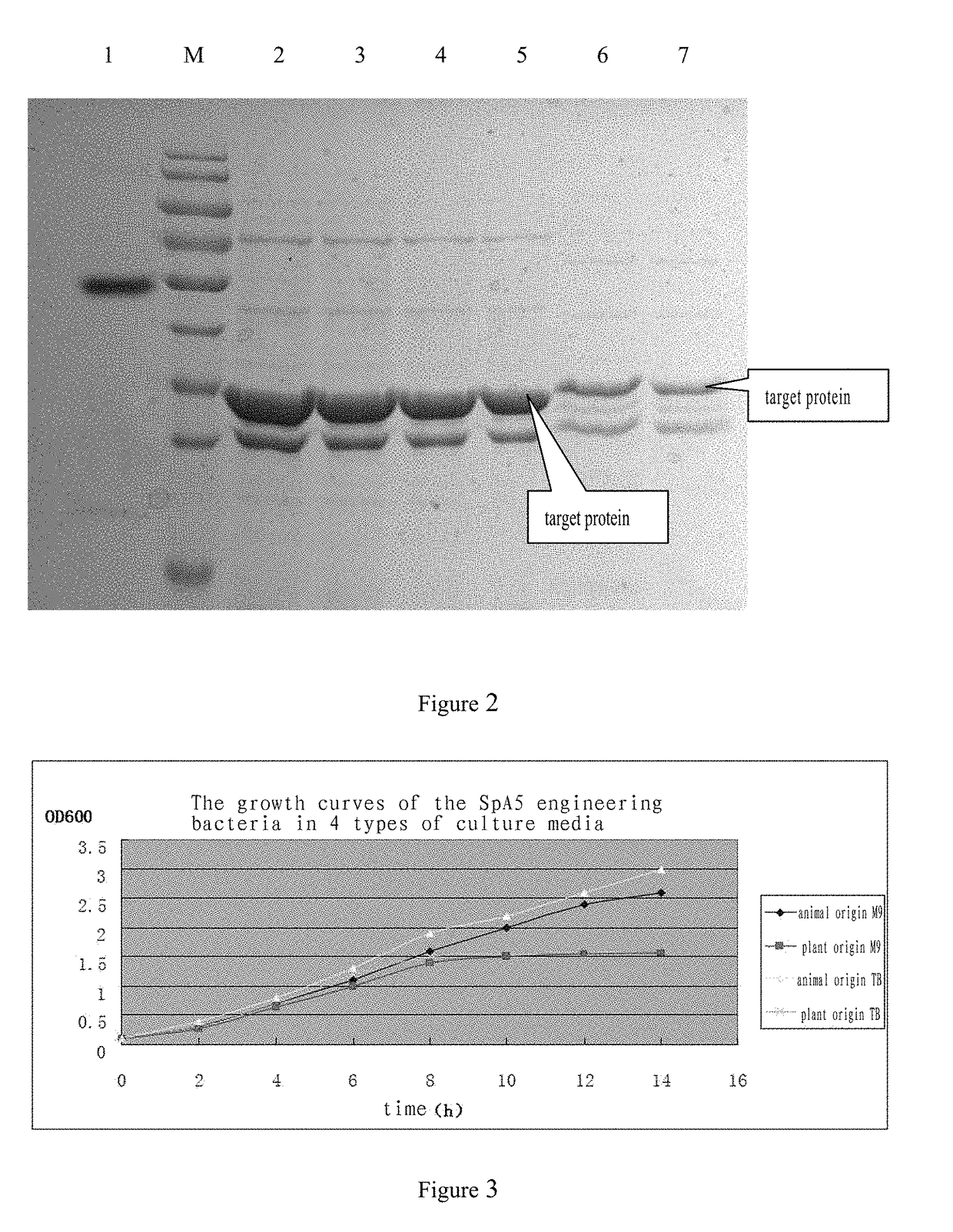 <i>Staphylococcus aureus </i>SpA5 mutant, composition comprising mutant and preparation method and use thereof