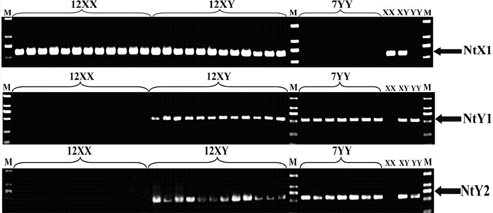 Specific molecular markers of sex chromosomes of Tilapia nilotica and genetic sex identification method