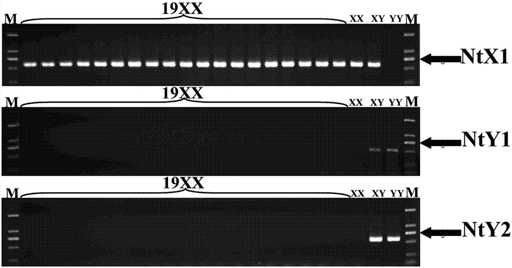 Specific molecular markers of sex chromosomes of Tilapia nilotica and genetic sex identification method