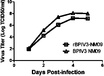 Recombined cattle parainfluenza carrier for expressing protein VP1 of porcine O type foot-and-mouth disease virus
