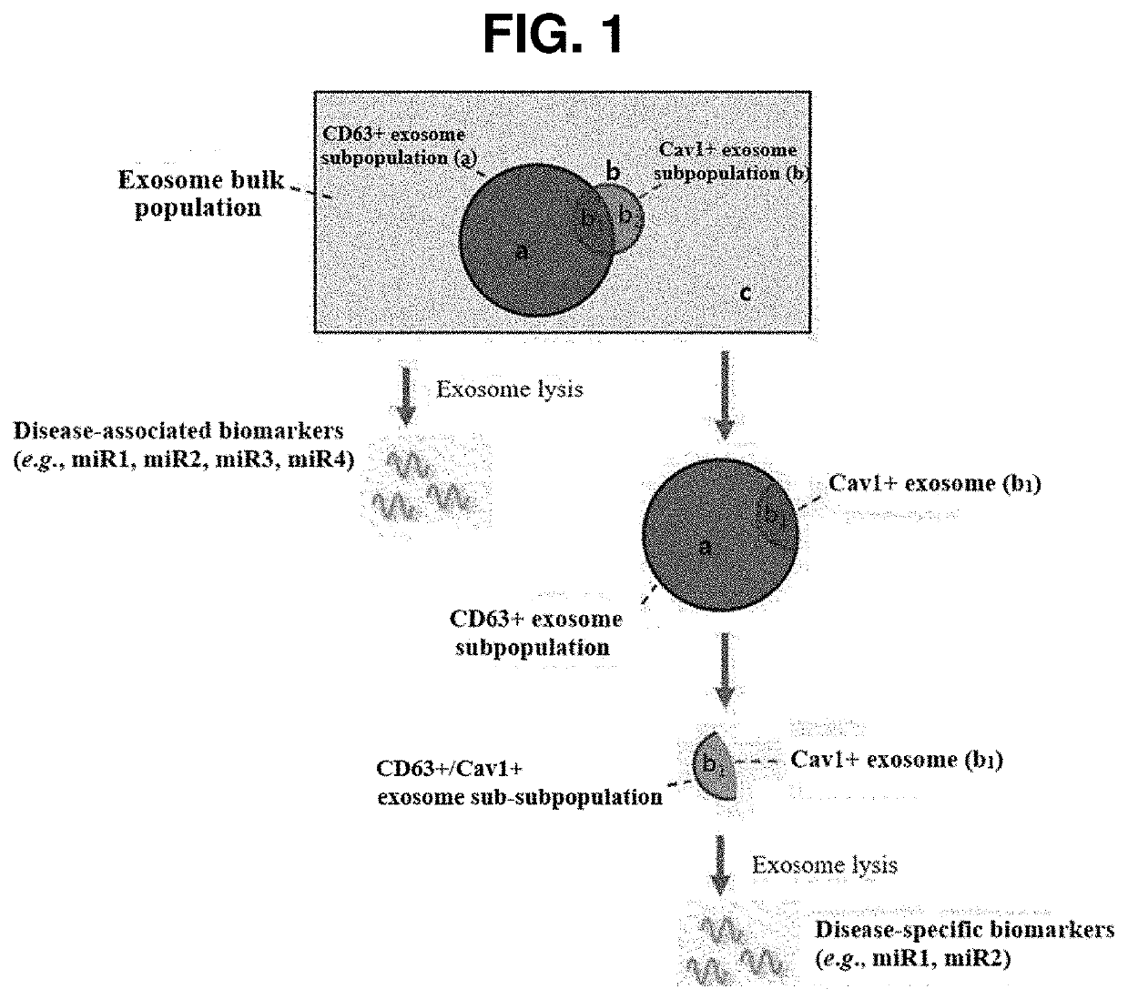 Preparation device and preparation method for exosome liquid biopsy sample and method for analyzing exosome liquid biopsy sample prepared thereby