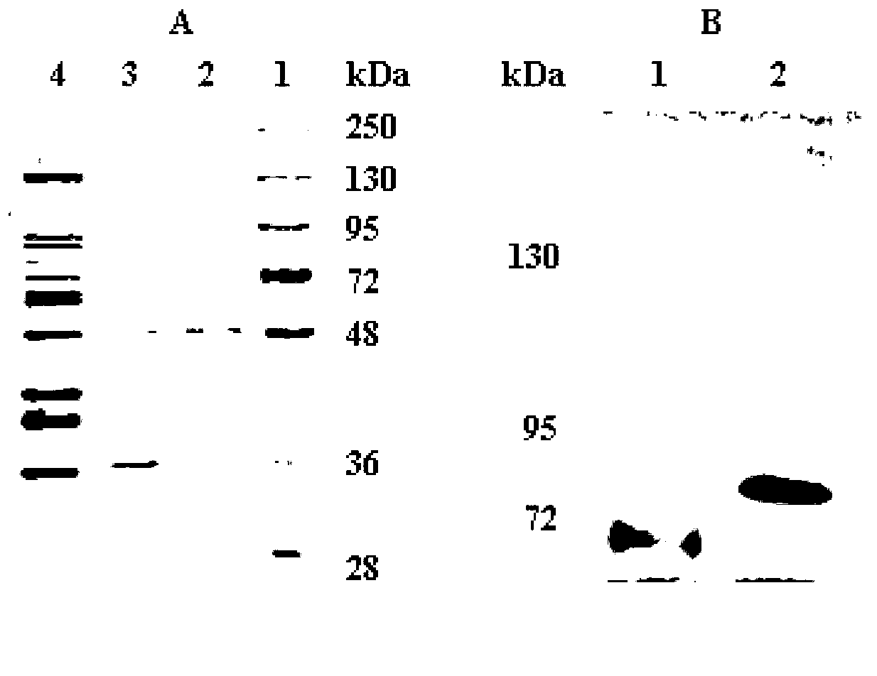 Marine-microbe-sourced low-temperature beta-galactosidase, and coding gene thereof and application thereof