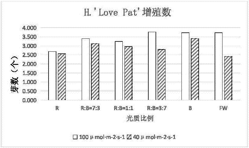 Method for improving proliferation rate of tissue culture seedlings of Hosta plantaginea