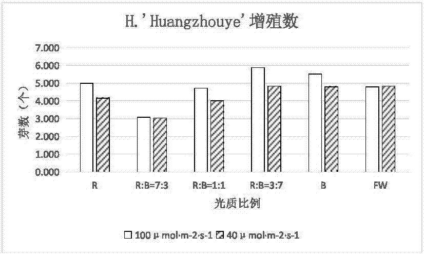 Method for improving proliferation rate of tissue culture seedlings of Hosta plantaginea