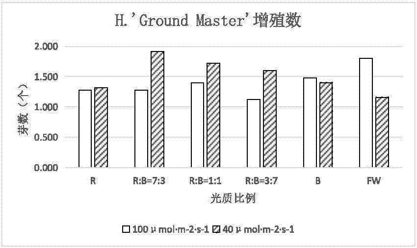 Method for improving proliferation rate of tissue culture seedlings of Hosta plantaginea