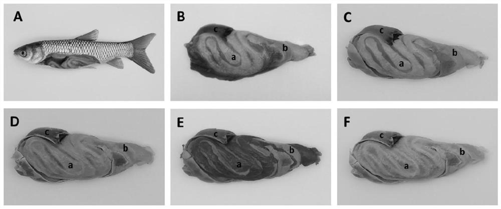 A method for quantitatively detecting the amount of fish mesenteric fat deposition and its application