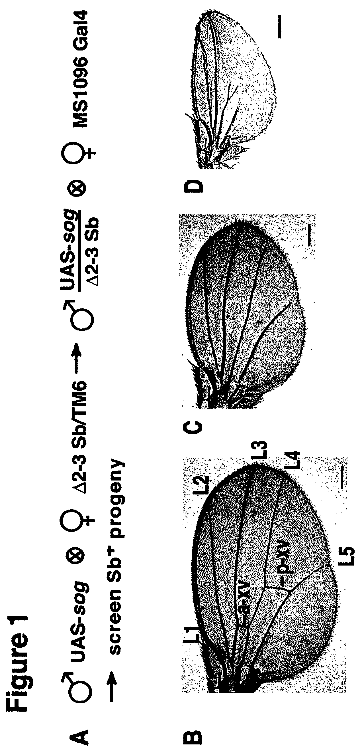Method for generating overexpression of alleles in genes of unknown function