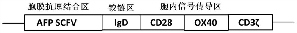 Anti AFP CAR-T cell and its preparation method and application