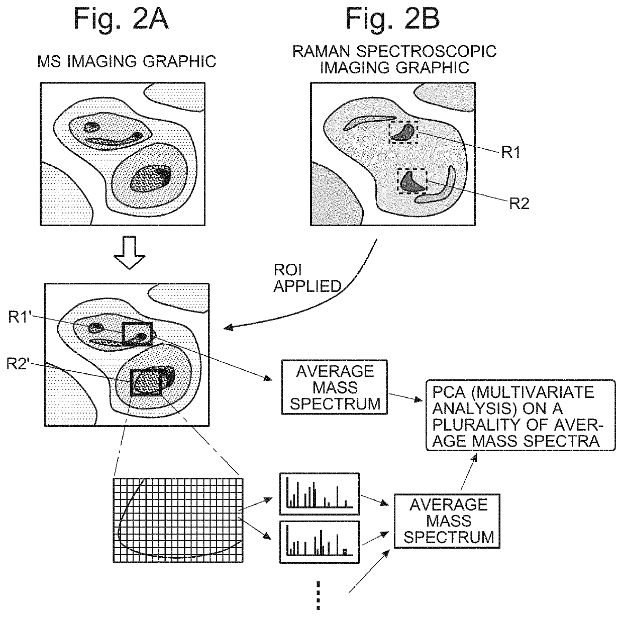 Imaging mass spectrometric data analyzer