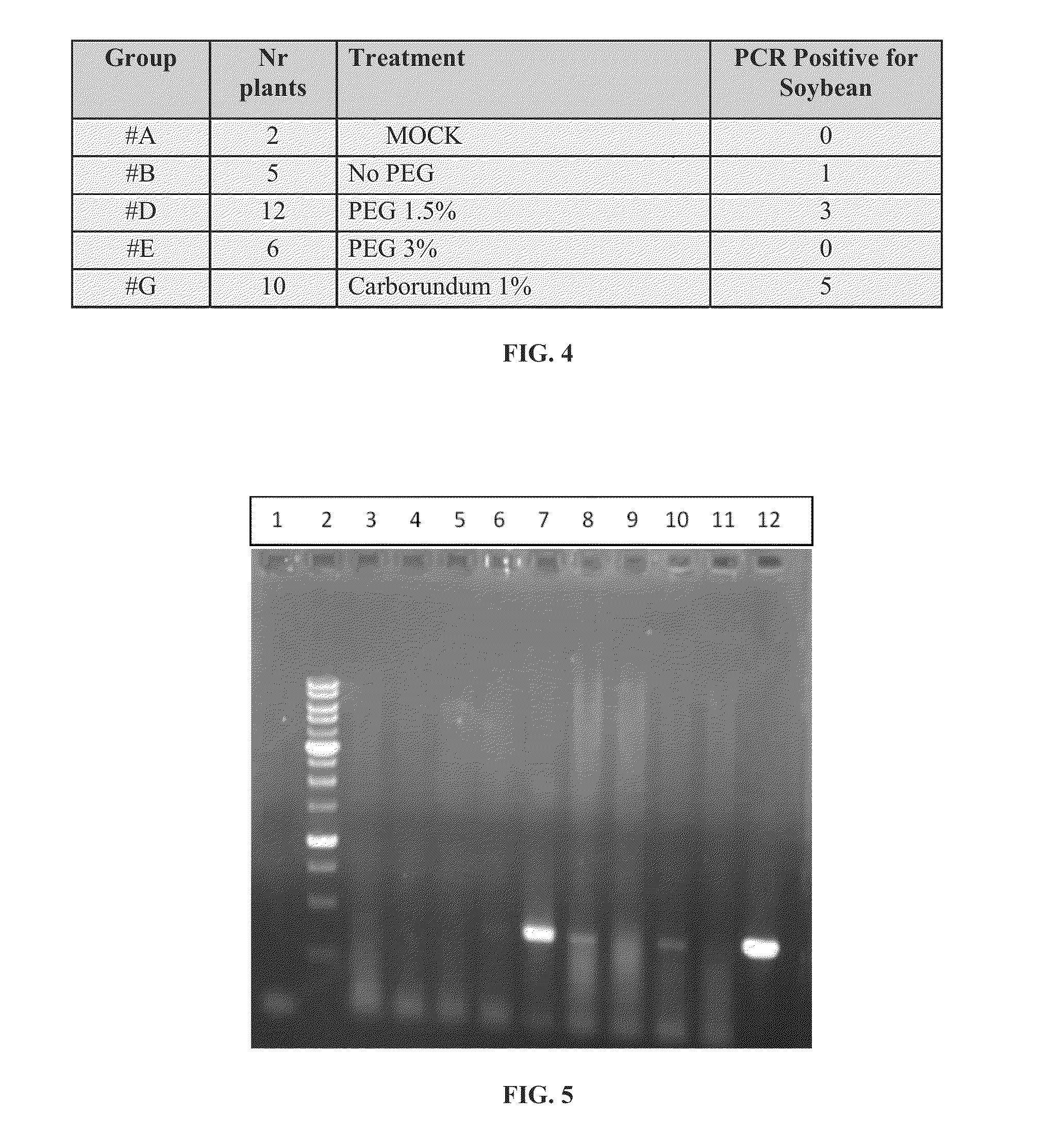 Methods and compositions for the delivery of nucleic acids to seeds