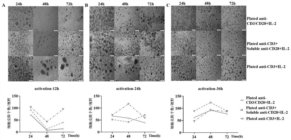 Construction method and application of C57BL/6J mouse-derived CD19 chimeric antigen receptor T cell