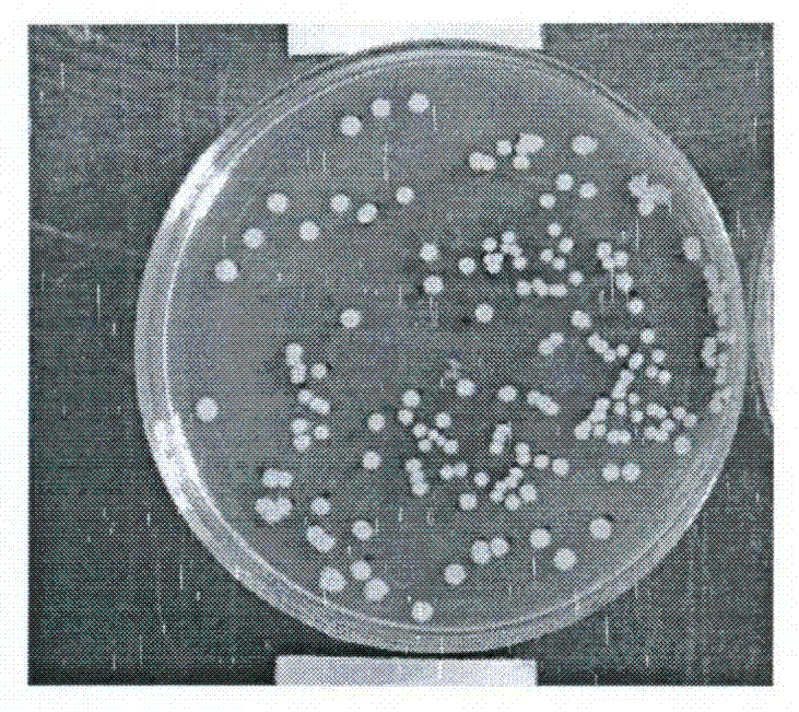 Culture medium for culturing bacillus subtilis for feedstuffs