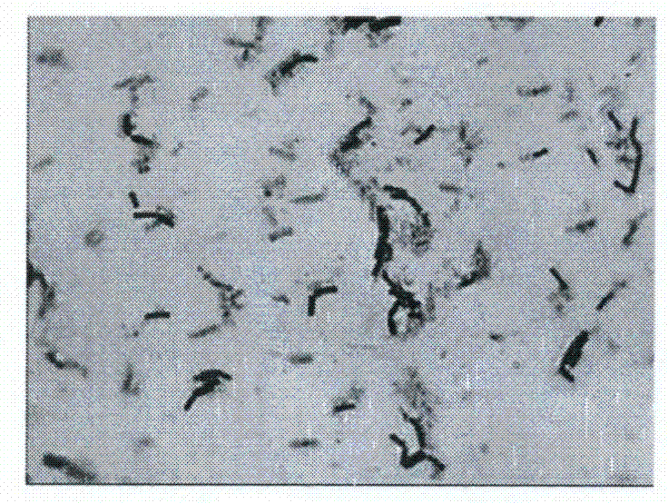 Culture medium for culturing bacillus subtilis for feedstuffs