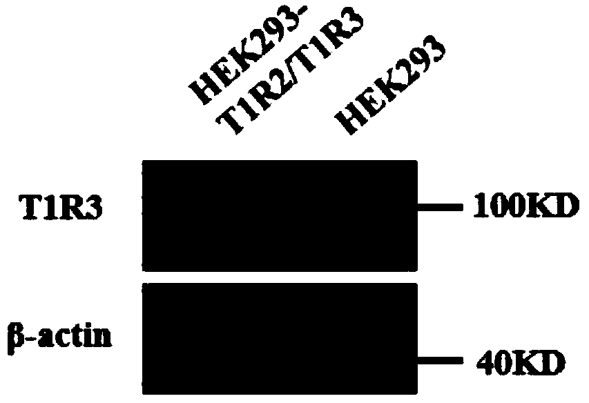 Eukaryotic cell line capable of stably co-expressing recombinant human sweet taste receptor proteins and preparation method of eukaryotic cell line