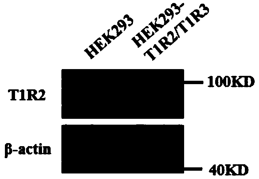 Eukaryotic cell line capable of stably co-expressing recombinant human sweet taste receptor proteins and preparation method of eukaryotic cell line