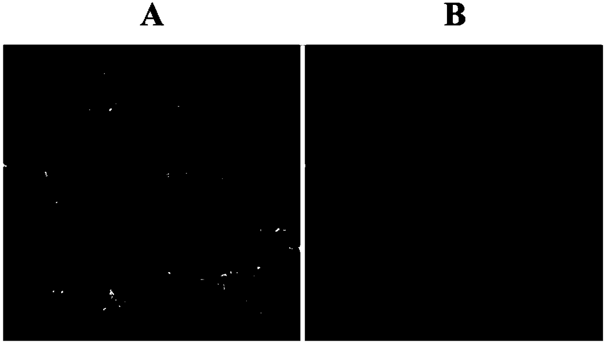 Eukaryotic cell line capable of stably co-expressing recombinant human sweet taste receptor proteins and preparation method of eukaryotic cell line